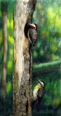 Pájaro 07