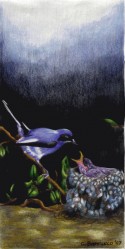 Pájaro 11