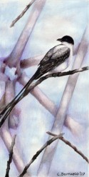 Pájaro 12