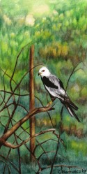 Pájaro 13