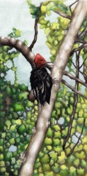 Pájaro 14