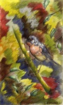 Pájaro 16