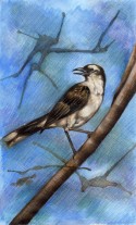 Pájaro 23