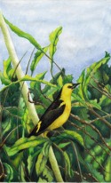 Pájaro 25