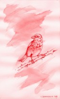 Pájaro 28