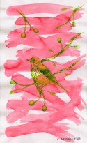 Pájaro 33