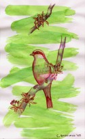 Pájaro 34