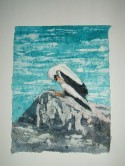 Galapagos Bird