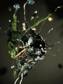 piranha entertainement