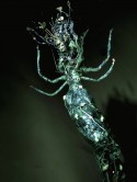 vampoonga