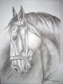 Caballo 1