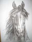 Caballo 4