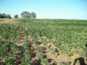 Soja, oro argentino.