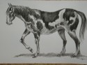 Caballo  7