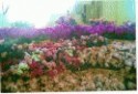 Fiesta primavera.