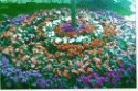 Estallido primavera.