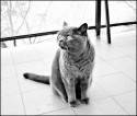 jack II