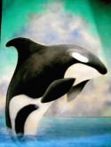 Ballena Orca