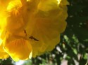Amarillo