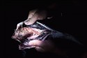Preparing fish for dinner