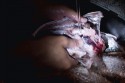 Preparing fish for dinner