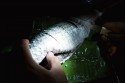 Preparing fish for dinner