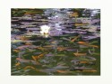 Water Lilies