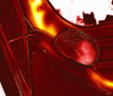 Caracol de fuego