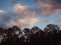 Bosque antes de la tormenta