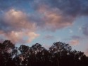 Bosque IV