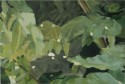 pintura 1