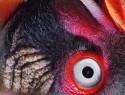 bird