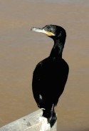 bird 2