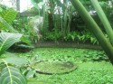 Green.