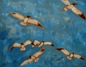seagulls