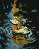 swans in a lake