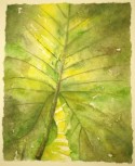 Garden Shadows II