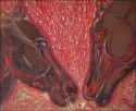LINFA VITALE (VITAL LYMPH)