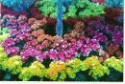Estallido de flores!!