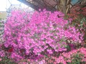 Rosa rosado.