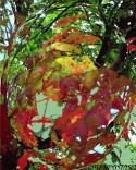 abstractautumntree
