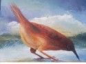 Serie aves