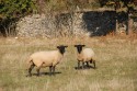 les moutons
