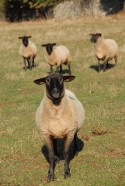 les moutons 2