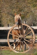 le cheval