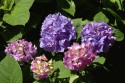 les hortensias
