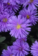 Aster