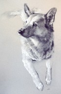 Foxy