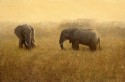 Tarangire Tusks