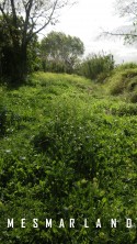 Mesmarland´fields